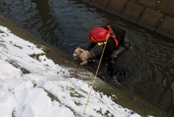 Zduńskowolscy strażacy uratowali psa, który wpadł do kanału