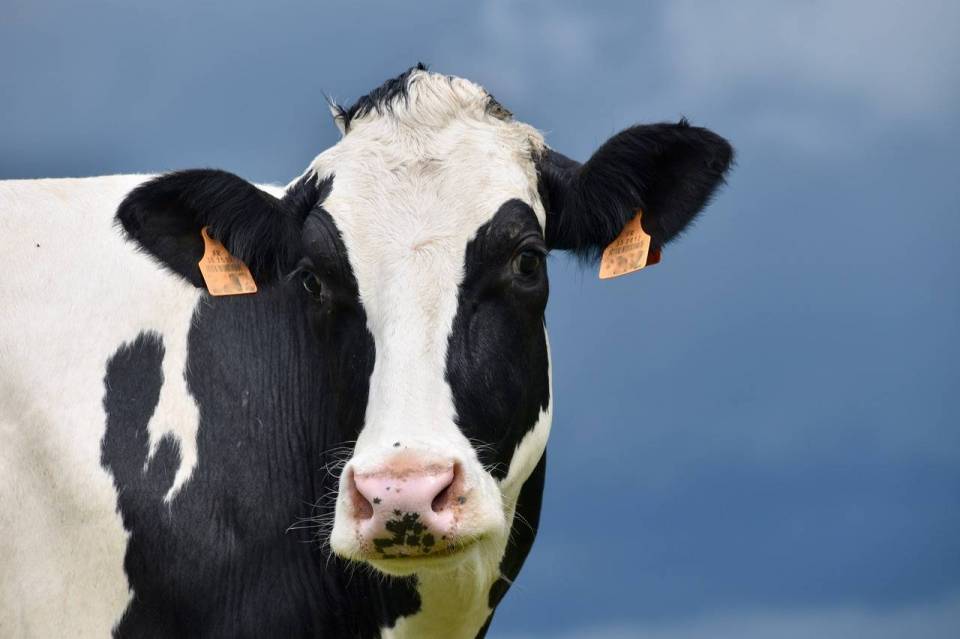 cow-4269568_1280