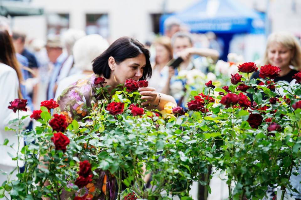 Festiwal Róż w Łasku. Już po raz 9. zakwitło wszystkimi odmianami królowej kwiatów [Foto]