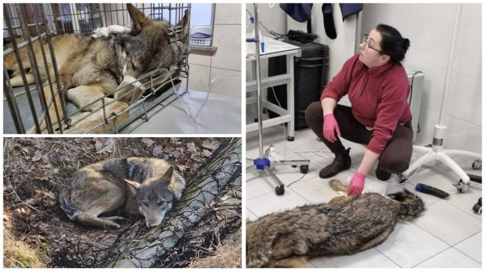 Piotrkowscy weterynarze walczyli o życie otrutego wilka. Drapieżnik otarł się o śmierć, sił odzyskał w ośrodku w Kole [Foto]