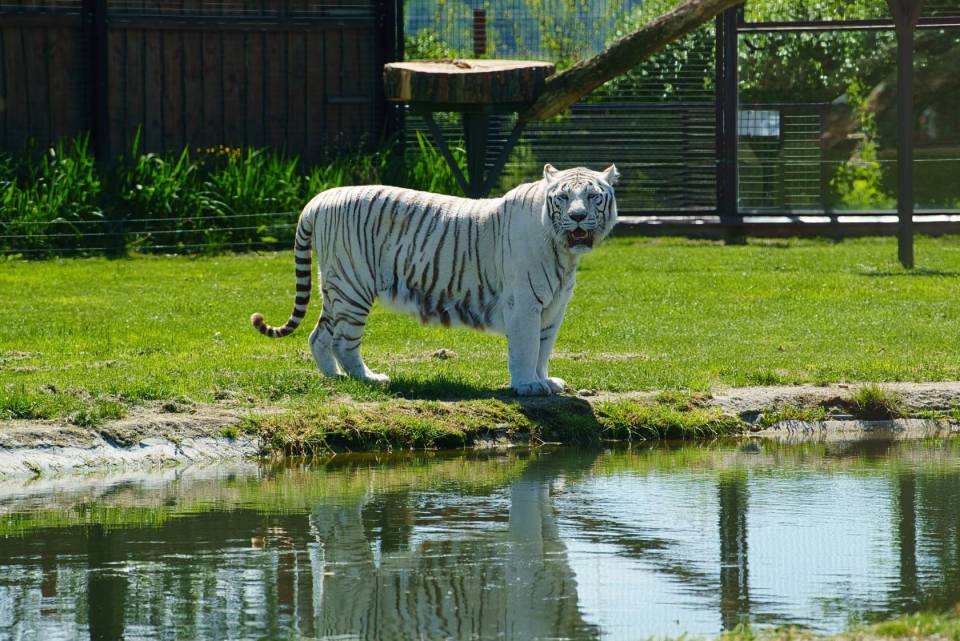 Zoo_Borysew